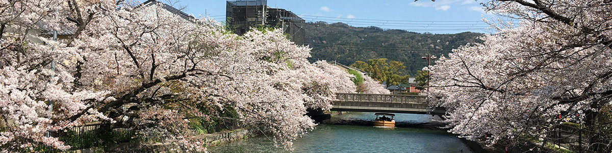 春の琵琶湖疏水